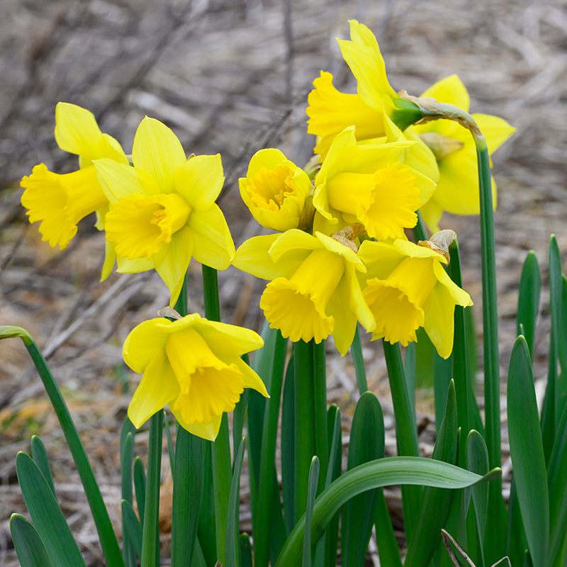 Narcissus Rijnveld's Early Sensation z12/14 , à 50