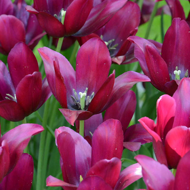 Tulipa Merlot 12/+ , à 50