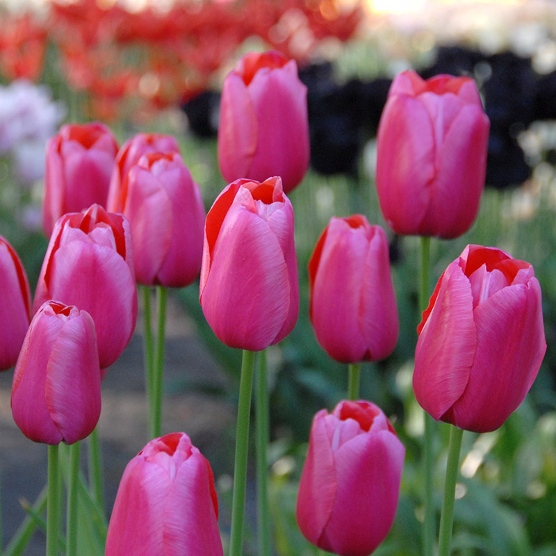 Tulipa Renown 12/+ , à 50