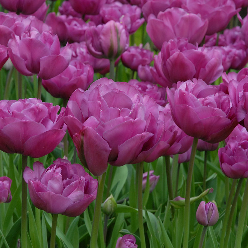 Tulipa Backpacker 12/+ , à 50