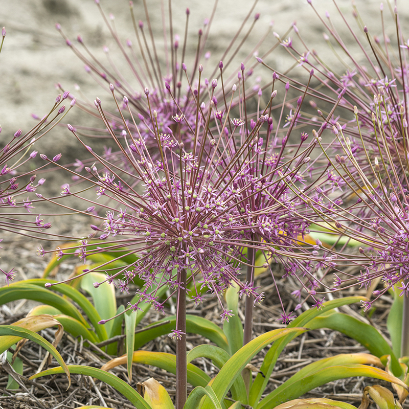 Allium schubertii 14/+ , à 25