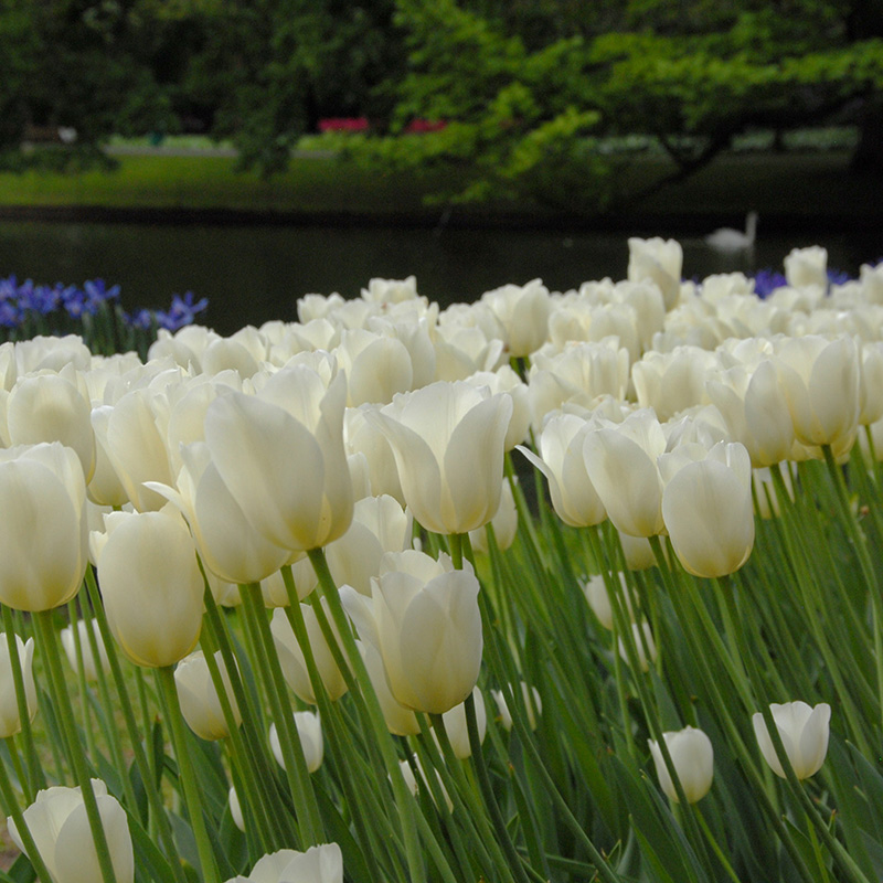 Tulipa City of Vancouver 12/+ , à 50