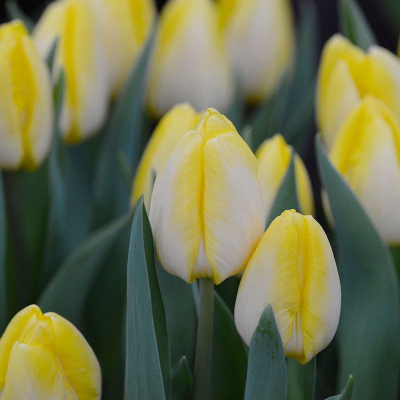 Tulipa Sunny Prince® 12/+ , à 50