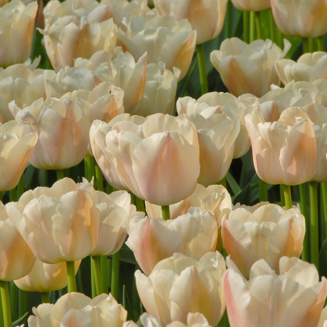 Tulipa Apricot Pride (Zantebeau)® 12/+ , à 50