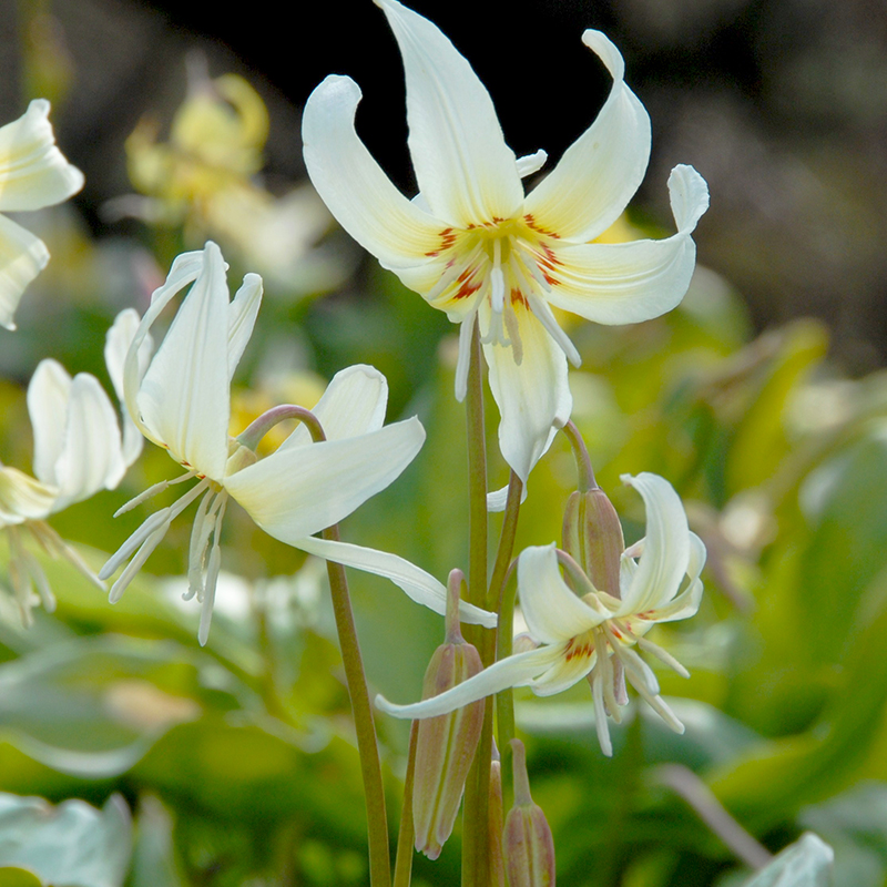 Erythronium revolutum White Beauty I , à 25