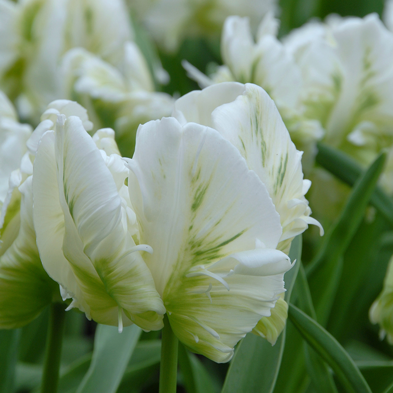 Tulipa Super Parrot® 12/+ , à 50