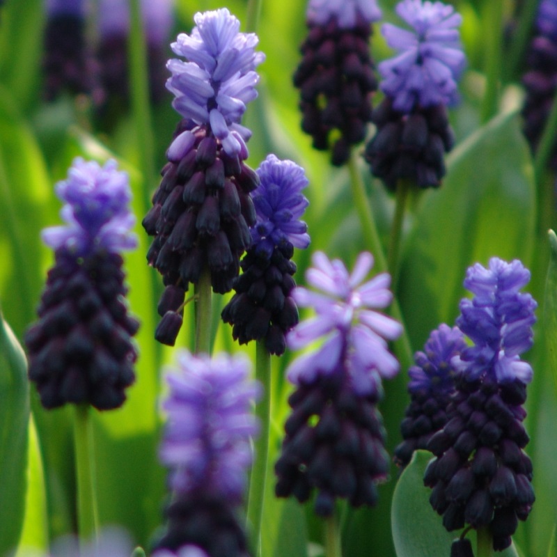 Muscari latifolium 6/+ , à 100