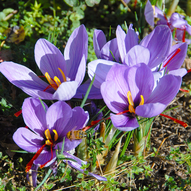 Crocus sativus 9/10 , à 100