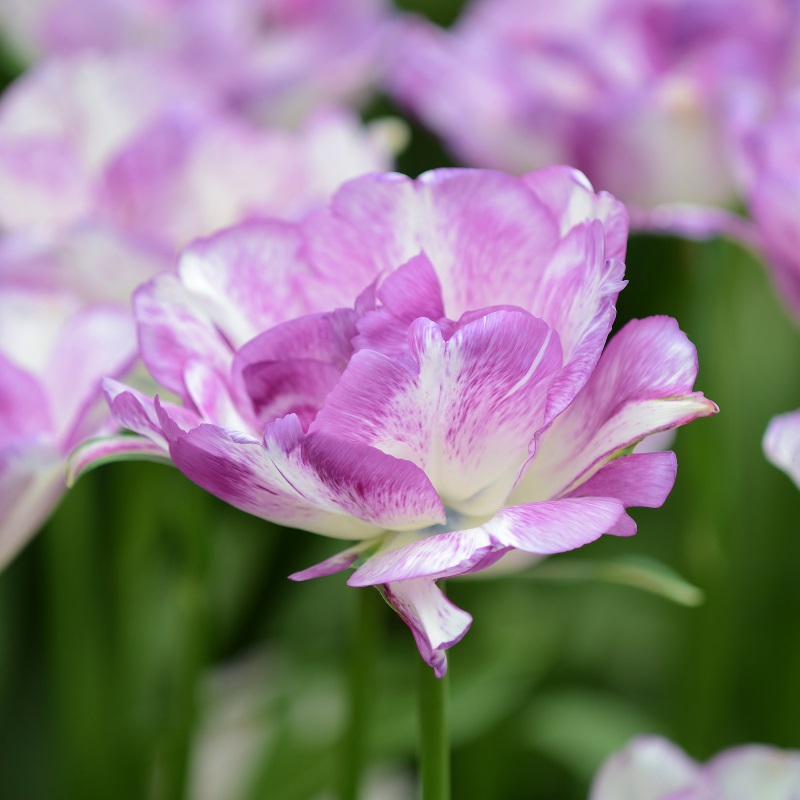 Tulipa Shirley Double® 12/+ , à 50