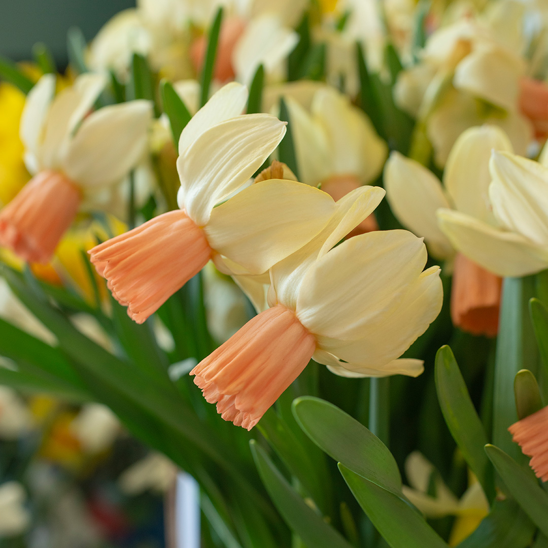 Narcissus Carice® z12/14 , à 50