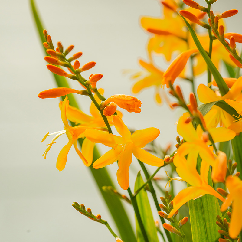 Crocosmia kleinbloemig x crocosmiiflora George Davison 8/+, à 100