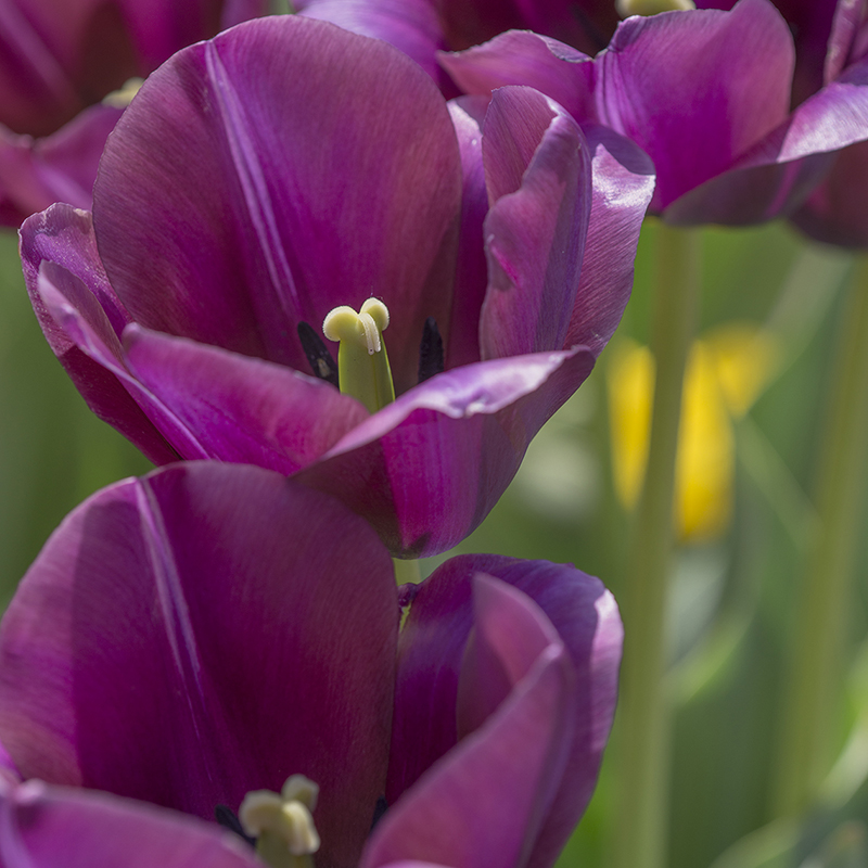 Tulipa Caravelle 12/+ , à 50