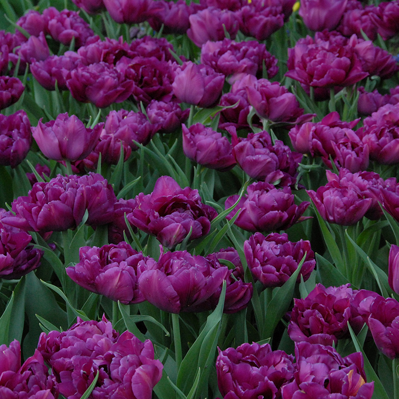 Tulipa Showcase 12/+ , à 50