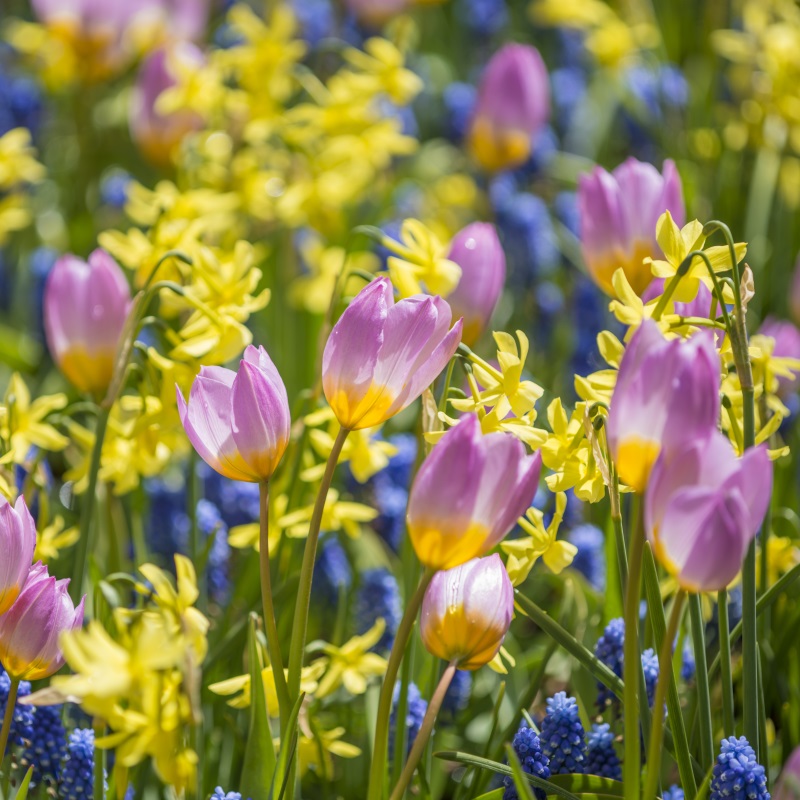 Mixture Little Rascals , à 100