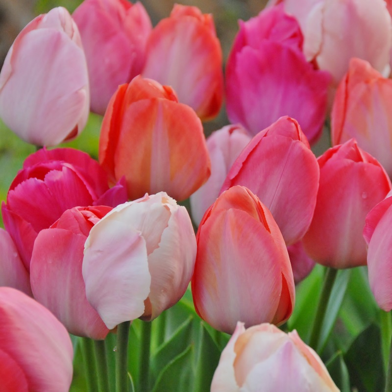 Mixture Van Eijk Mix , à 100