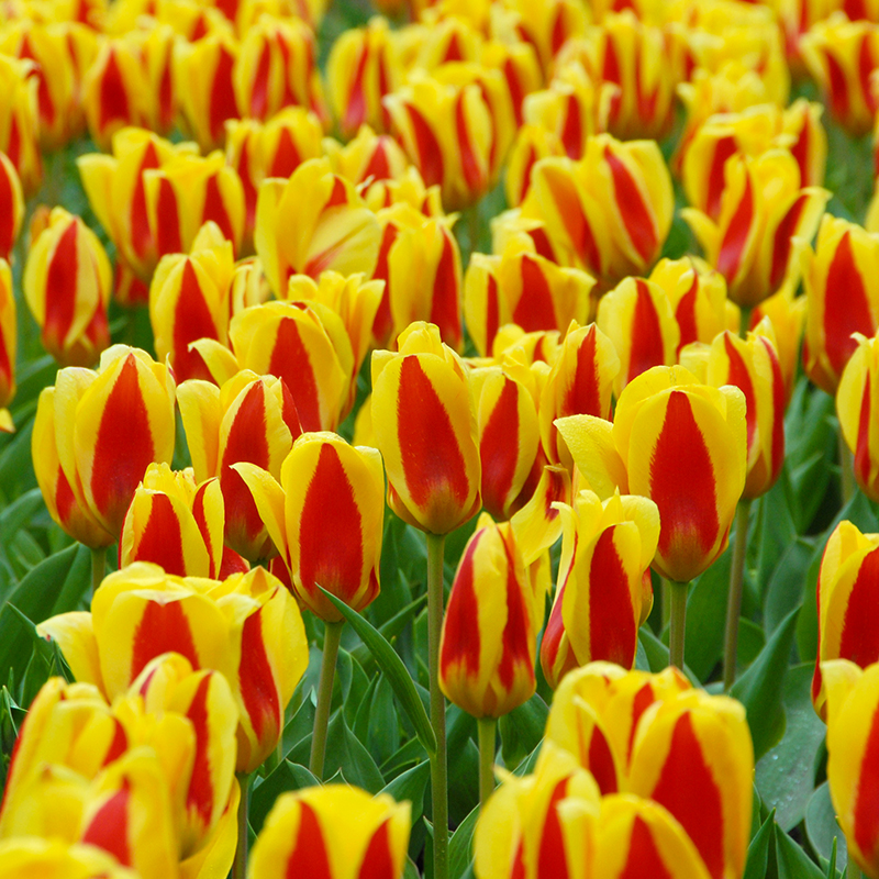 Tulipa Stresa 12/+ , à 50
