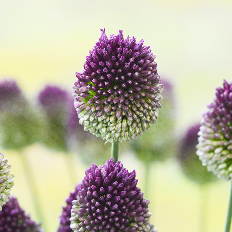 Allium sphaerocephalon 6/+ , à 100