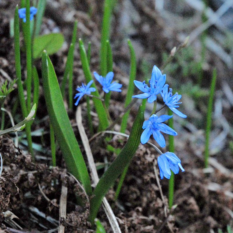 Scilla bifolia 5/+ , à 100