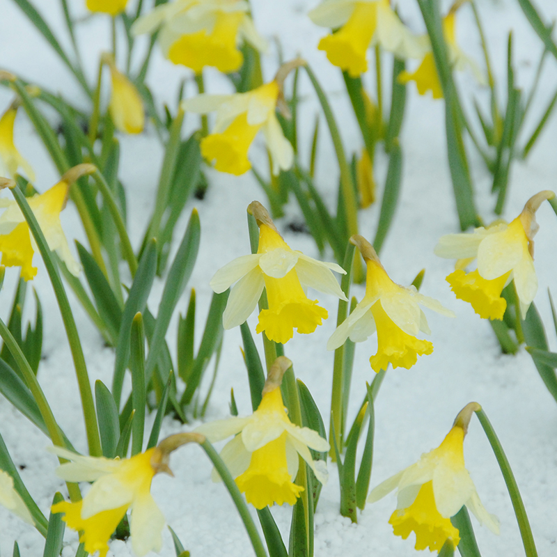 Narcissus Topolino z10/+ , à 50