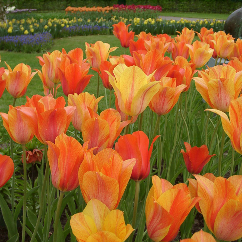 Tulipa El Nino 12/+ , à 50