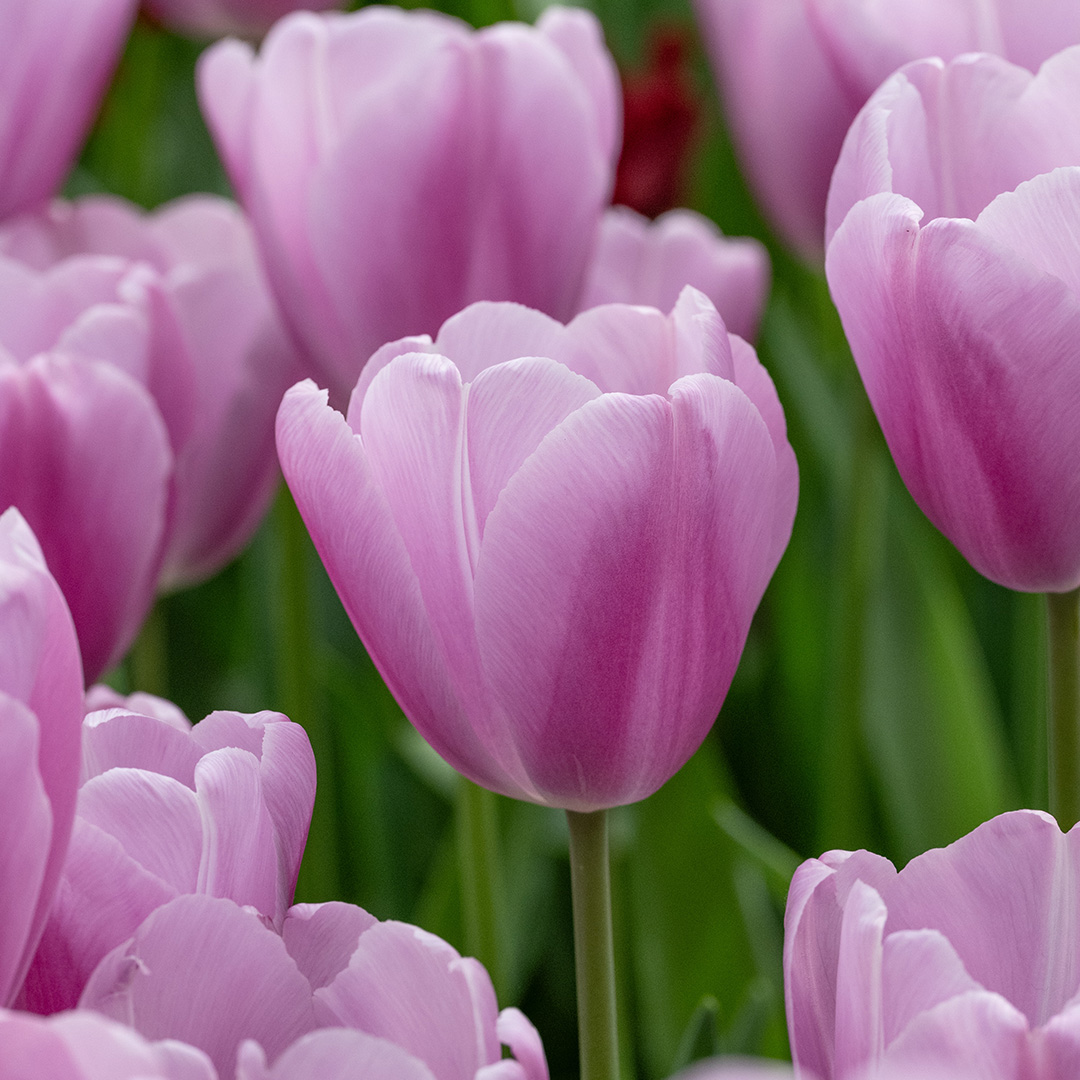 Tulipa Argos 12/+ , à 50