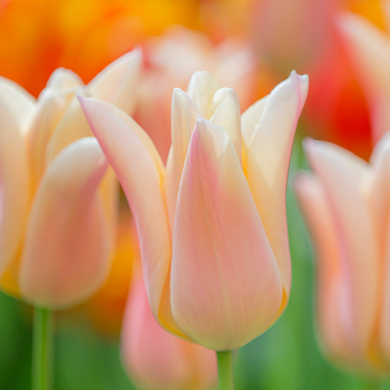 Tulipa Sanne® 12/+ , à 50