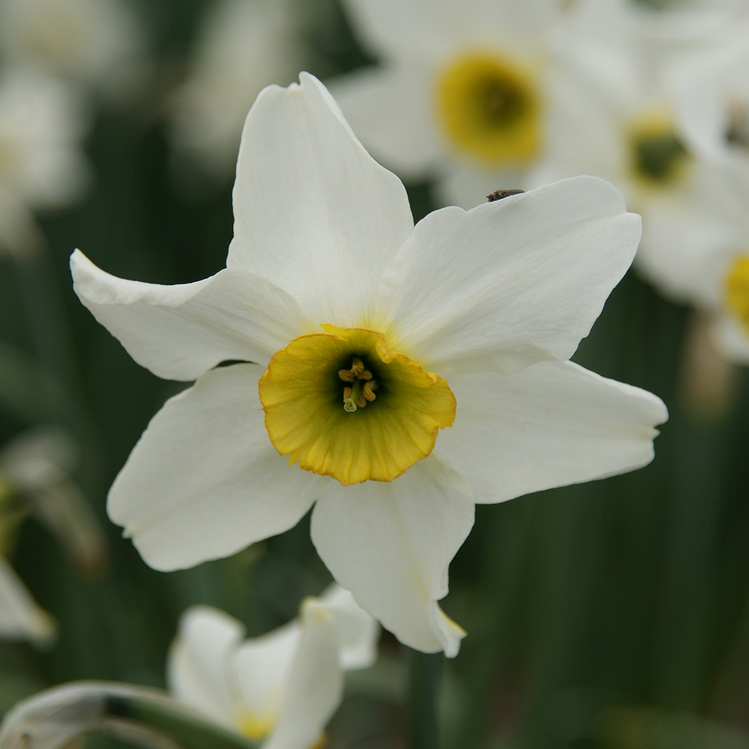 Narcissus Sinopel sp12/14 , à 50