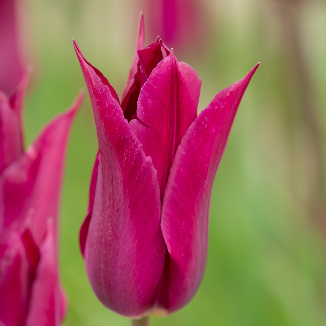 Tulipa Purple Heart 12/+ , à 50