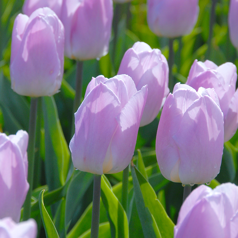 Tulipa Candy Prince® 12/+ , à 50