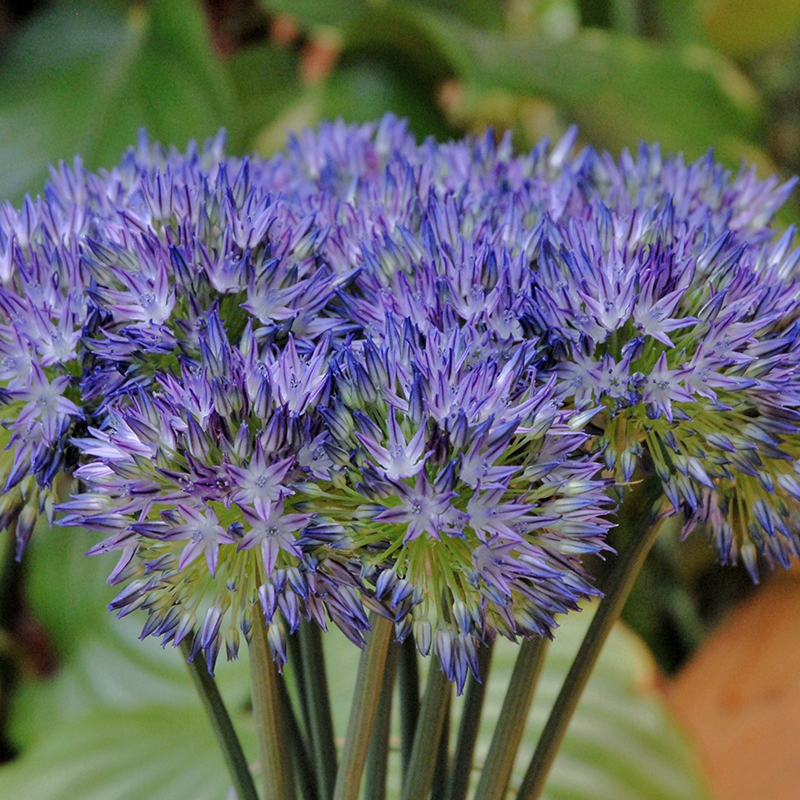 Allium caeruleum 4/5 , à 100