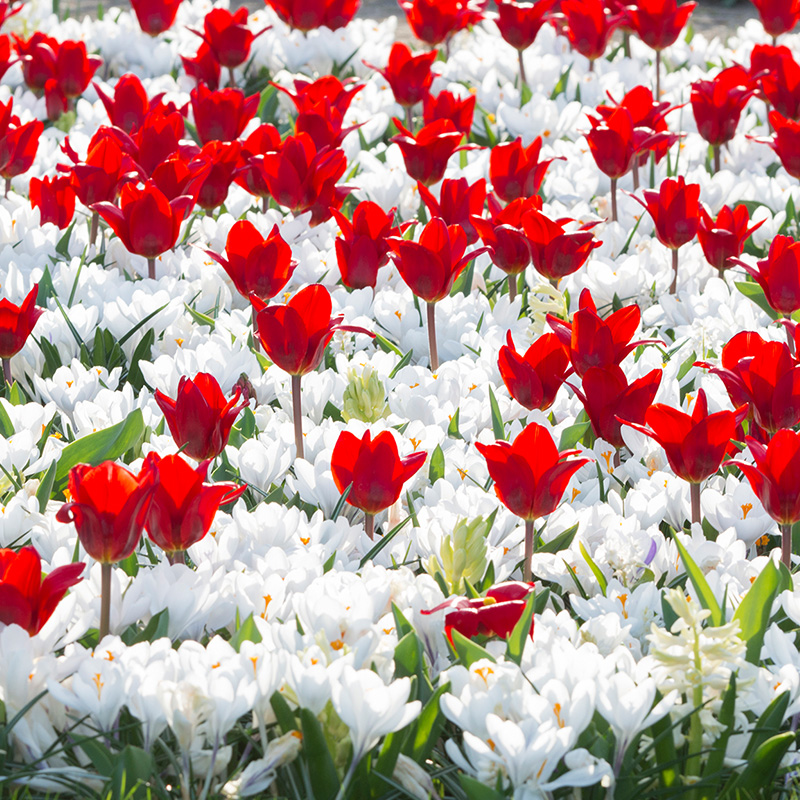 Mixture Victory of Alkmaar , à 100