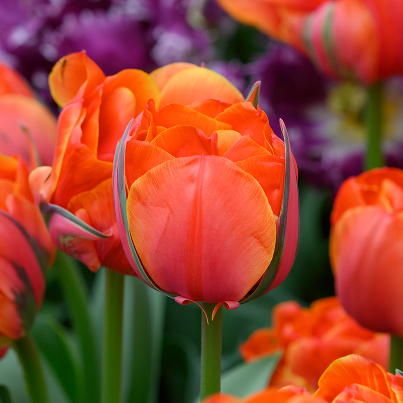 Tulipa Queensday® 12/+ , à 50