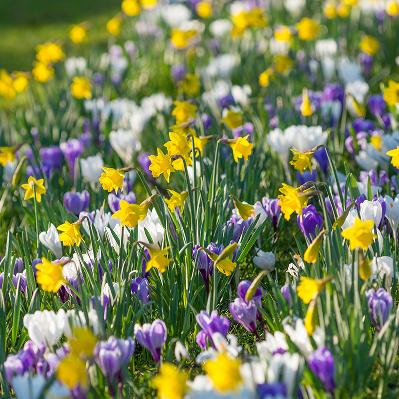 Mixture April Fools' Day , à 100