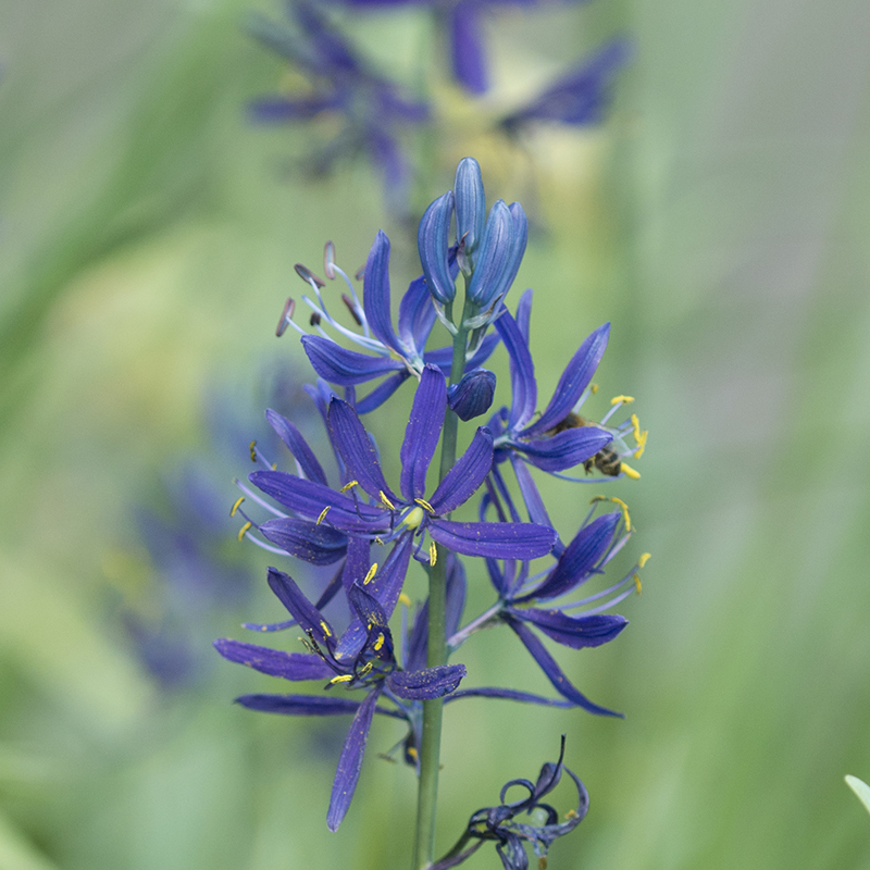 Camassia quamash 6/+ , à 100