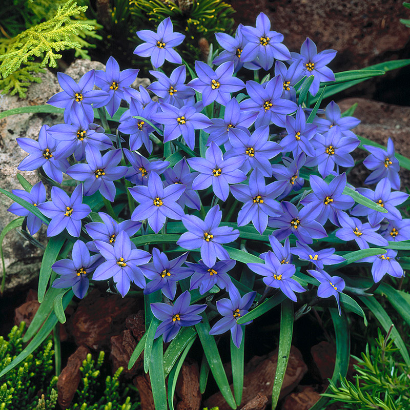 Ipheion Jessie 4/+ , à 100