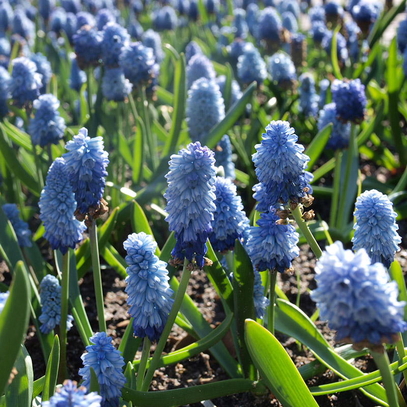 Muscari azureum 6/+ , à 100