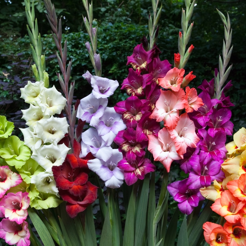 Gladiolus grootbloemig gemengd 12/14 à 100