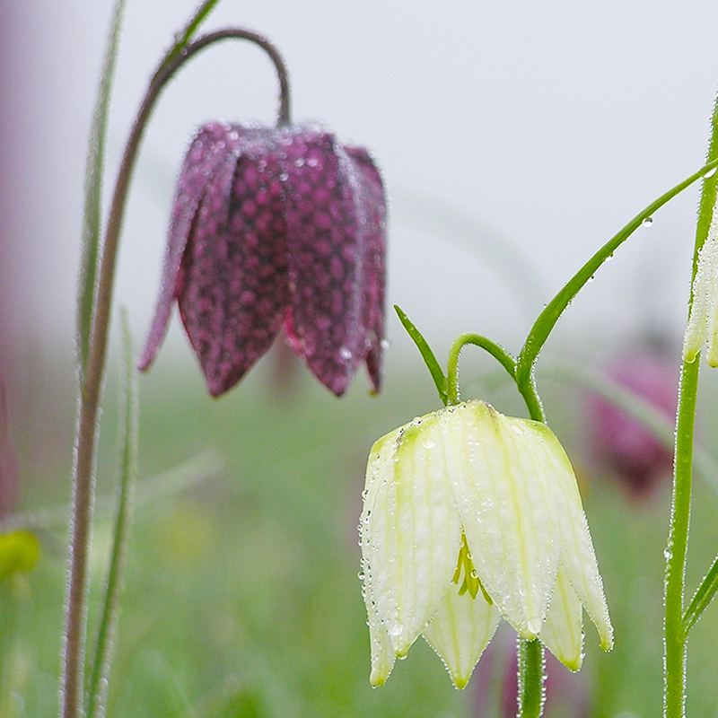 Fritillaria meleagris 6/+ , à 100