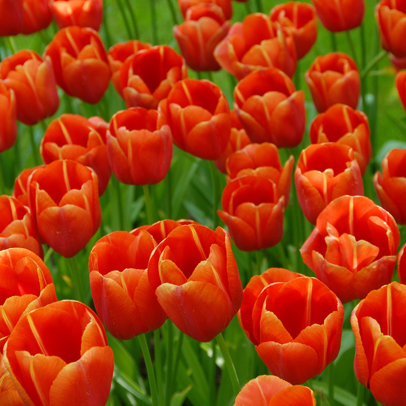 Tulipa Avignon 12/+ , à 50