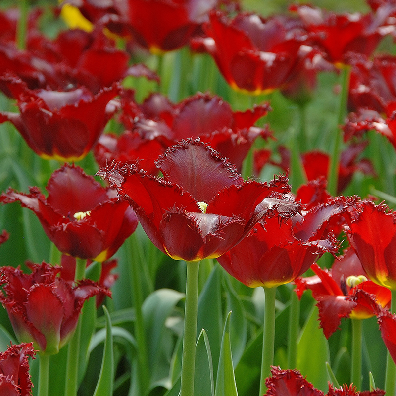 Tulipa Pacific Pearl® 12/+ , à 50