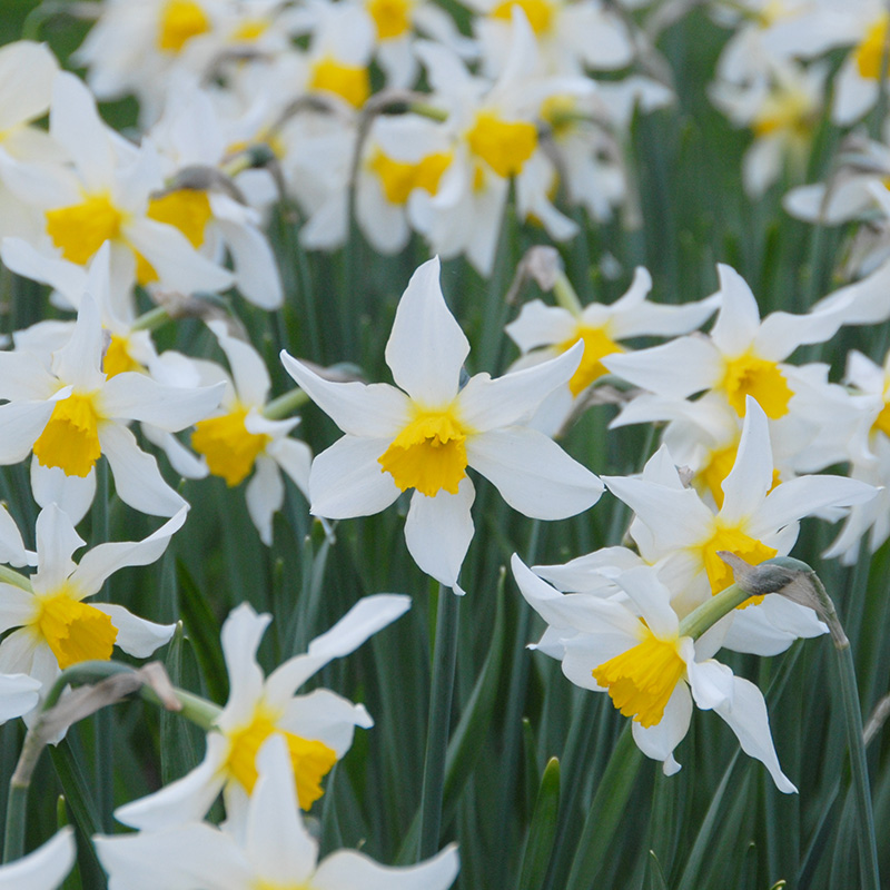 Narcissus Mrs Langtry I , à 50