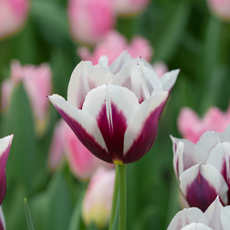 Tulipa Rimini 12/+ , à 50