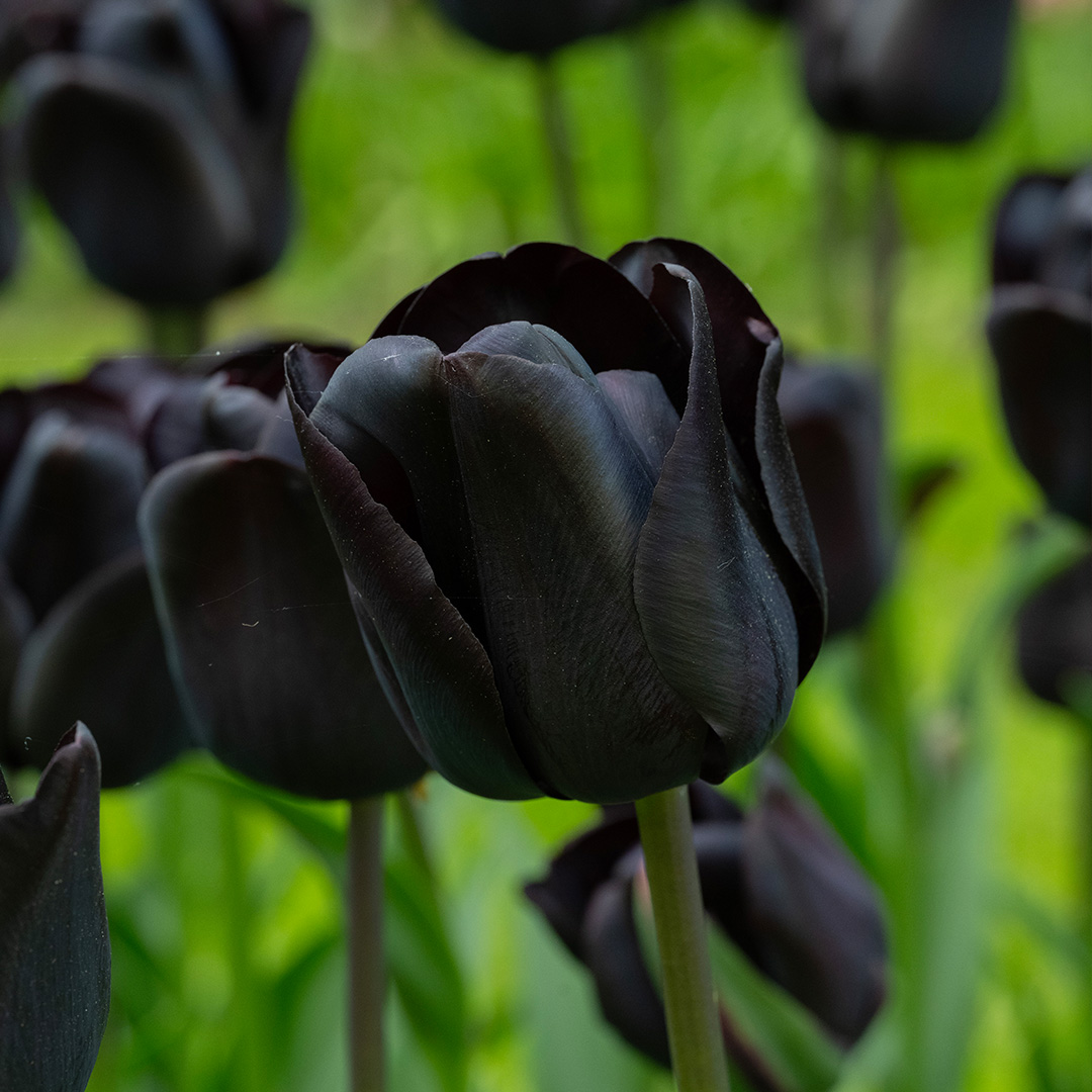 Tulipa Nightwish® 12/+ , à 50