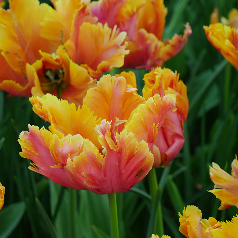 Tulipa Amazing Parrot® 12/+ , à 50