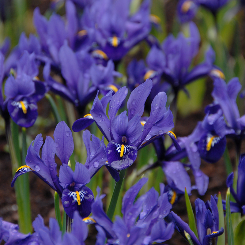 Iris reticulata Pixie® 6/+ , à 100