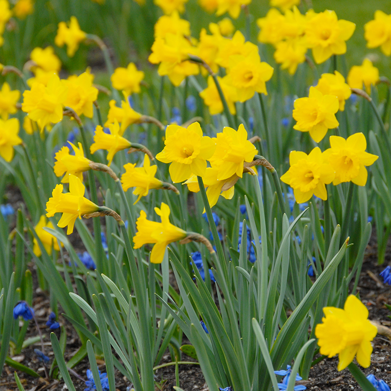 Narcissus Obvallaris z10/+ , à 50