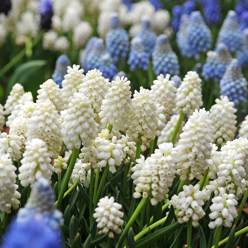 Muscari aucheri White Magic® 8/9 , à 100