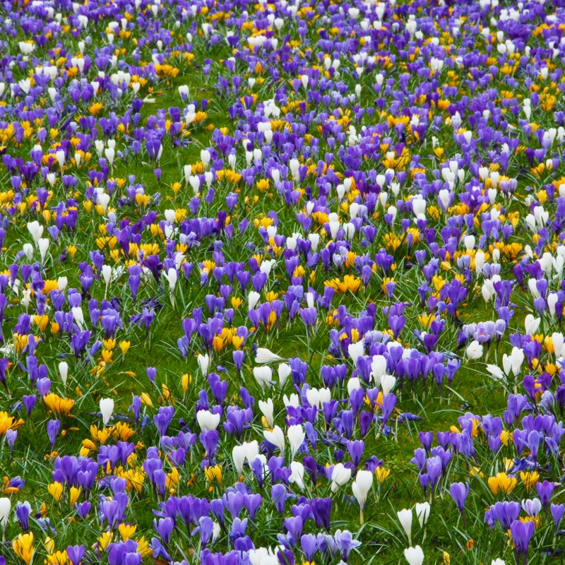 Mixture Colour Carnival (Crocus vernus Mix) , à 100