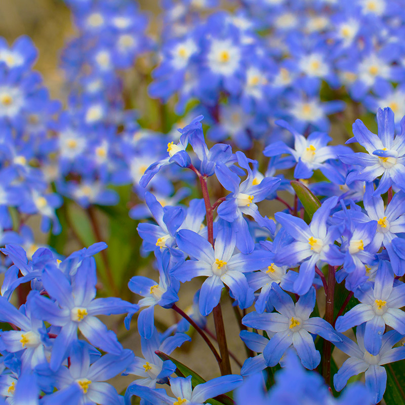 Chionodoxa forbesii 5/+ , à 100