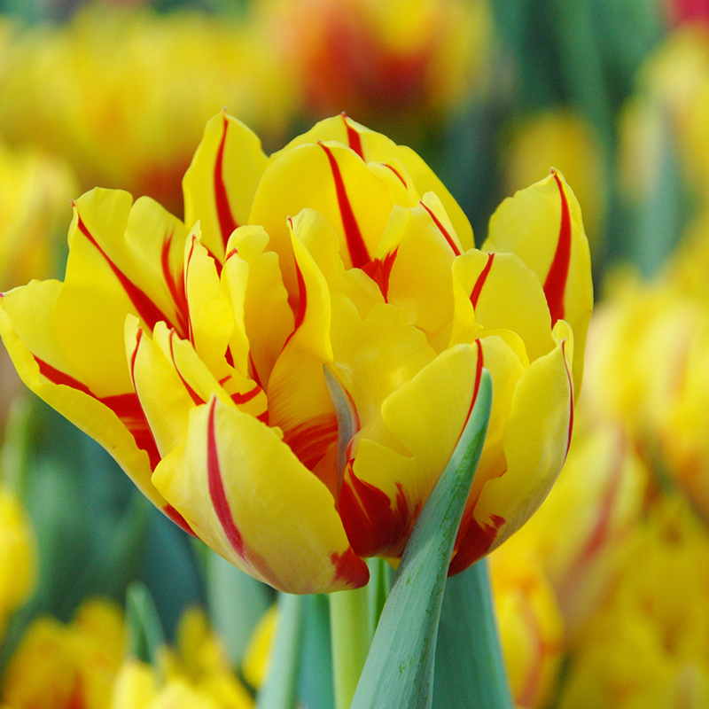 Tulipa Monsella 12/+ , à 50